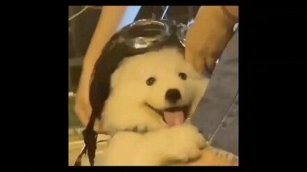 This Husky is so good at taking care of girls!