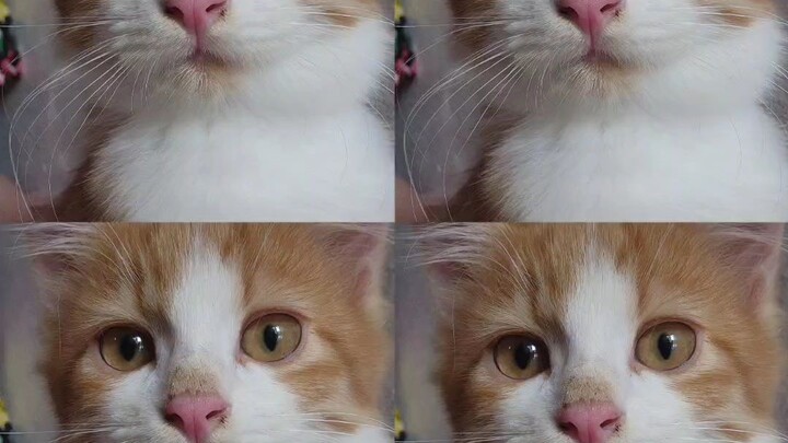 Come join ROV with 🐱