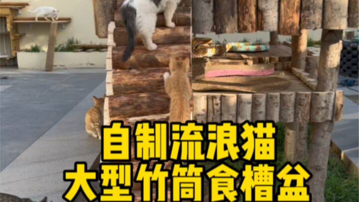 สร้าง “รางอาหารกระบอกไม้ไผ่ขนาดใหญ่” ให้กับแมวในบริเวณบ้าน