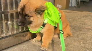 The Sheniu puppy is too stubborn. It’s no use putting a harness on it, it just refuses to move!