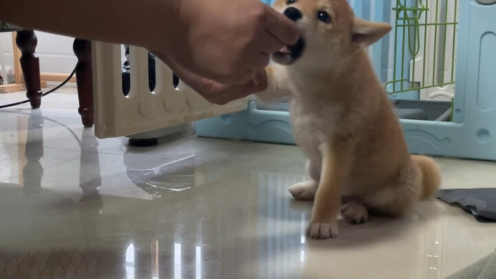 Aku curiga si kecil hag itu punya sistem...