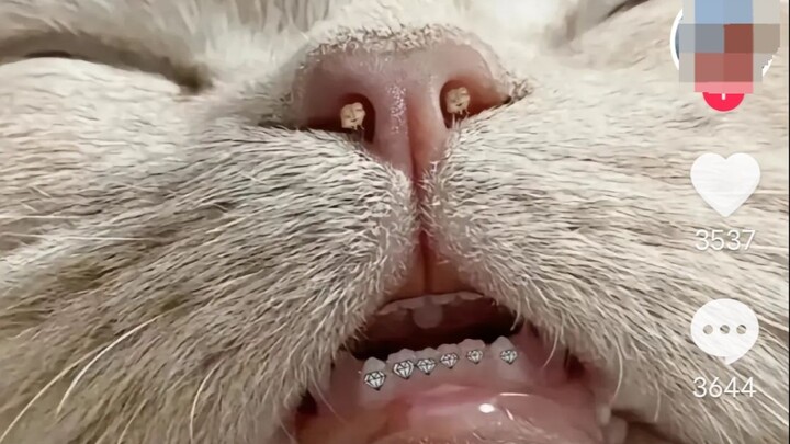 Are people still actually using these two deworming meds? Once your cat gets poisoned, they’ll final