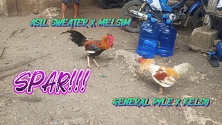 ASIL SWEATER X MELSIM VS GENERAL PYLE X KELSO  SPAR!!          JRP BACKYARD