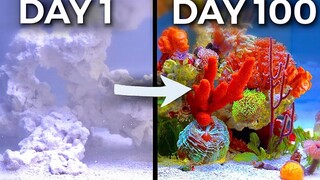 上帝模拟器——100天时间打造海洋生态缸