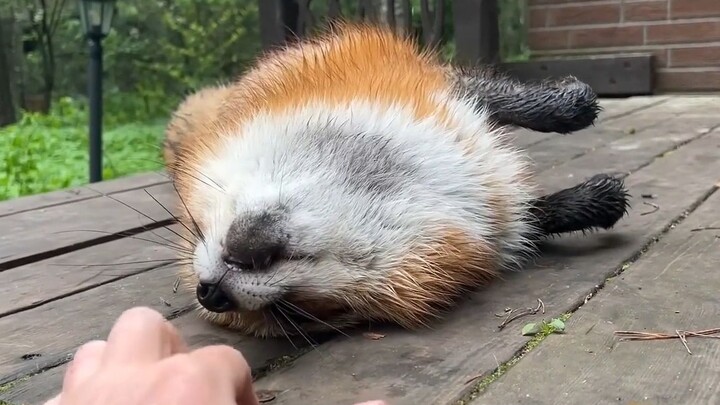Watch closely—this fox only knows how to shake its head like Gao Qisheng!