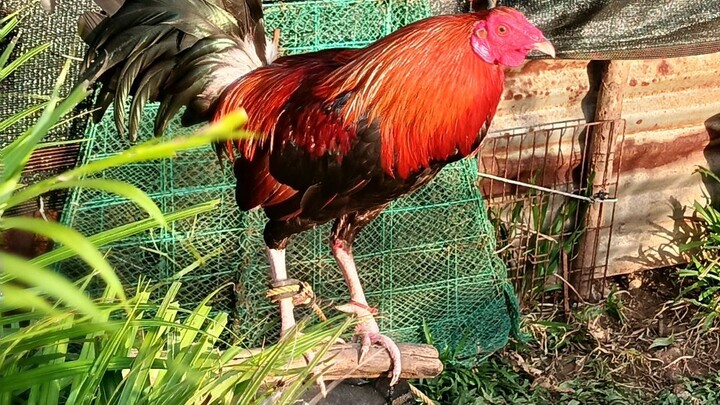 Makiling Backyard GF stags