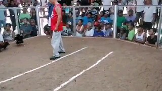 2 HITS ULUTAN CHAMPION  WHITEJACKET PAMINTA LINE VS. LEMON GRASS