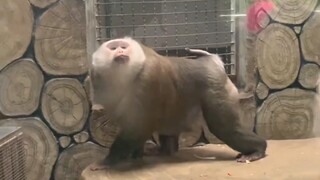 ลิงขี้เล่น: ทำให้พวกคุณหลงใหล