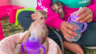 Milk Time!! Tiny Toto and Yaya sit down patiently & very mannered waiting Mom mixed milk