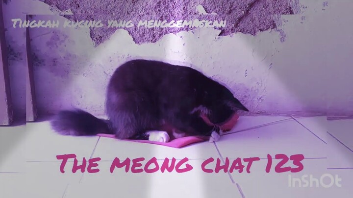 The Black Cat  Kucing lucu MENGGEMASKAN #KucingAnggora #BlackCat