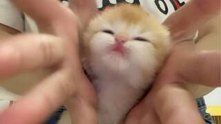 挑战全网最小猫猫花