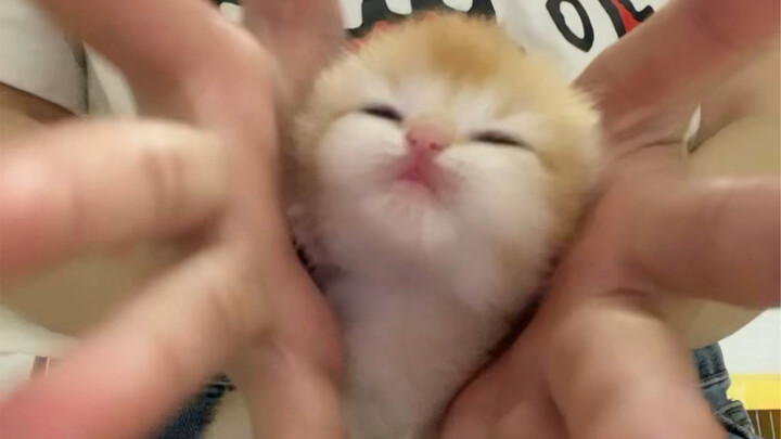 挑战全网最小猫猫花