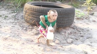 Baby Monkey |  Maku Happy Walk Playing With Cute Sister And Drink Milk In The Vegetable Garden