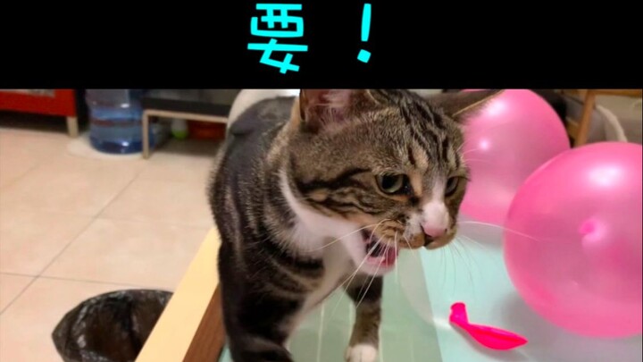 ตะลึง! แมวน้อยตัวนี้กลับขอเล่นบอลลูน～～【อึอึเป็นแค่แมว】