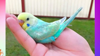 Gorgeous Parrots Doing Funny Things 3 Cutest Parrots In The World