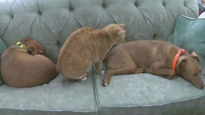 Which dog should I choose as a mattress? The cat is really puzzled!