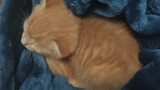 เก็บแมวมาได้ แมวน้อยสีส้ม ของขวัญจากสวรรค์