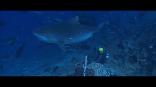 Of Shark and Man Official Trailer(720P_HD)