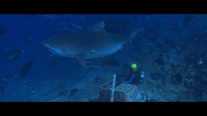 Of Shark and Man Official Trailer(720P_HD)