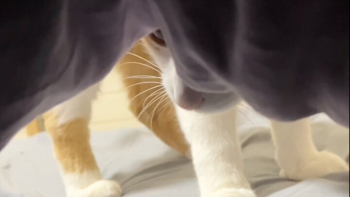 When you don’t feel like getting out of bed in the morning, hide under the covers to play on your ph