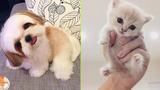 Heart Warming Cute Dog & Cat Compilation 4 CuteVN