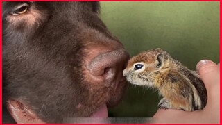 Baby Chipmunk Burrows Into Giant 115 Pound.