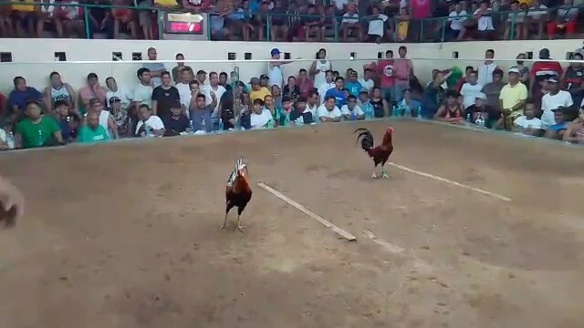 Putig dunggan kuntra binisaya🐔🐓🍗