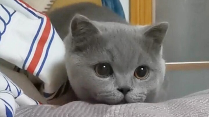 Chênh lệch nhan sắc giữa ban ngày và ban đêm của mèo lớn như một vụ sạt lở núi…