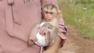 My gosh! Baby monkey Maki so cute stay quiet on mom's hand because of scared big dog screaming