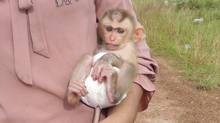 My gosh! Baby monkey Maki so cute stay quiet on mom's hand because of scared big dog screaming