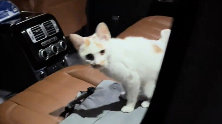 Mimi, come here and sit in the passenger seat.