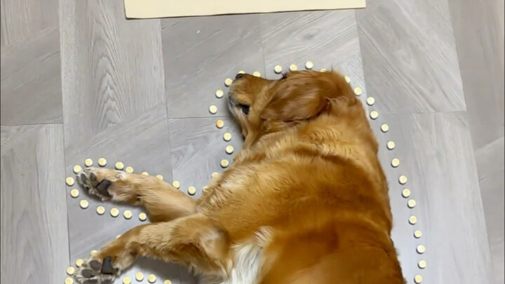 Give the dog half of the air conditioner!