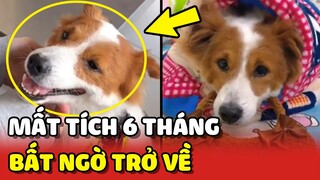 Chú chó MẤT TÍCH 6 tháng bất ngờ trở về nhà 😍 | Yêu Lu