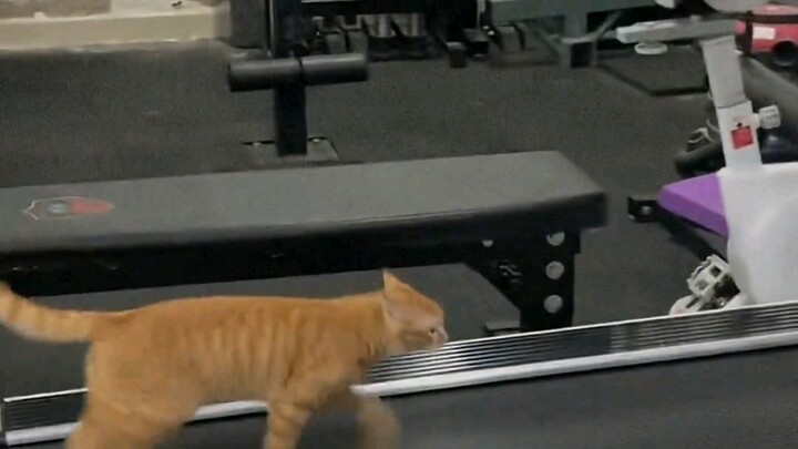 Hakimi tập gym hàng ngày