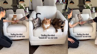 Kucing: Demi ibu, silakan bertepuk tangan dan bekerja sama sebentar