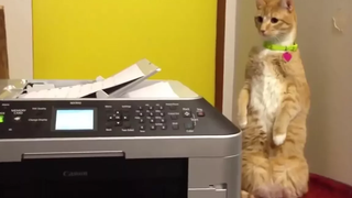 Top Cats Vs Printers 🔴 Funny Cats Videos Compilation - Gatos Vs Impresoras Vídeo Recopilación