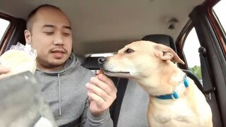 ASMR Rice Crackers In The Rain + Roadtrip With Dog (Eating Sounds, Rain Sounds & Car Driving Sounds)