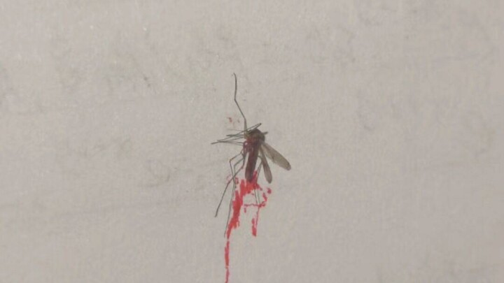 Orang mati karena nyamuk versi 4K