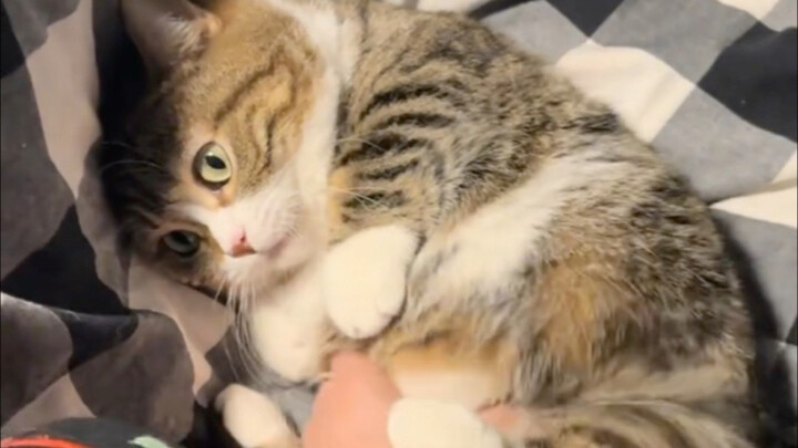 Những chú mèo siêu đáng yêu ấy～