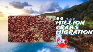 The startling migration of 50 million red crabs Christmas Island