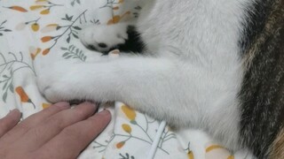 Saya memenangkan pertarungan melawan cakar kucing di atas