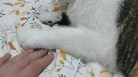 ฉันชนะการต่อสู้กับอุ้งเท้าแมวแล้ว