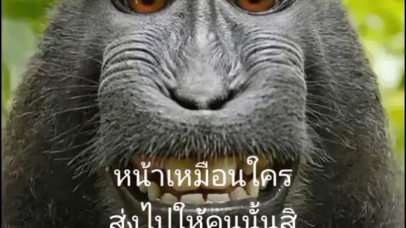 สกีบีดี