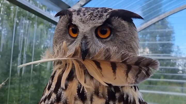 นกฮูกขี้งก! ยอมกัดขนพังดีกว่าให้กับสัตว์สองขา