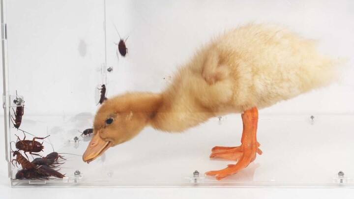 Một con vịt vàng nhỏ được thả vào một đống gián, và tất cả những con gián đều bị giết chết!