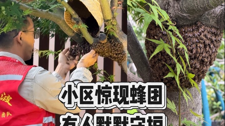 Today, I ran into a swarm of Chinese honeybees in my neighborhood, just as staff from the Ecological