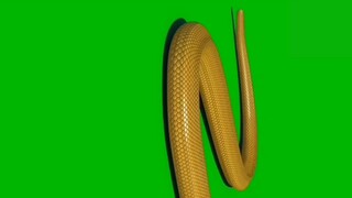 Greenscreen Golden Half Tail Moving 6 Desblazeheatnix