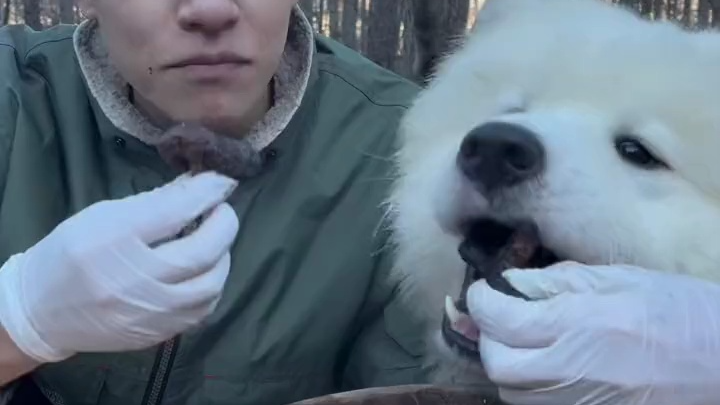 Why is this dog抢ing food too!