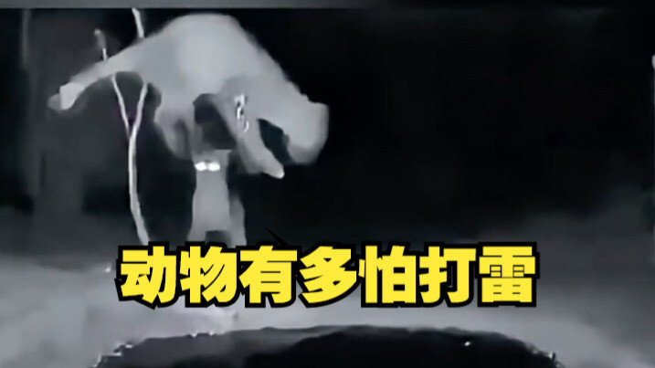 Seberapa Takut Hewan pada Petir?
