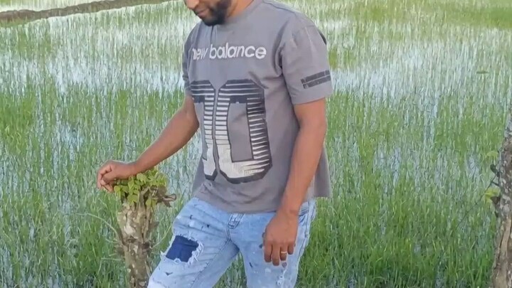 En el campo de arroz